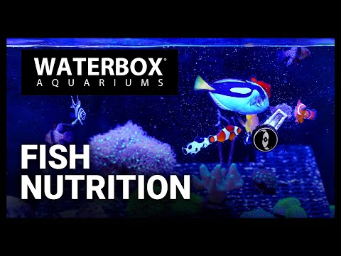 Fish Nutrition The Right Way.  Episode 183