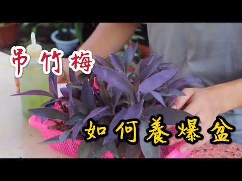 【天天小花農】吊竹梅生命力強，如何養才能養爆盆？