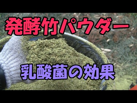 【発酵竹パウダー】発酵竹パウダーの作り方・効果