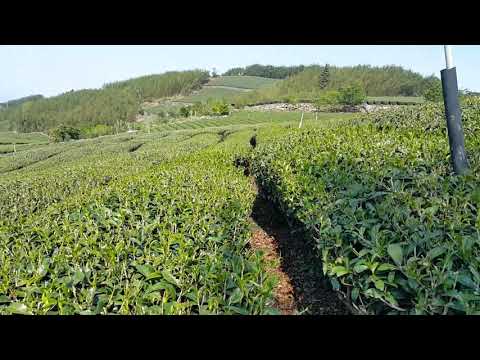 茶園勘查春季茶芽生長現況