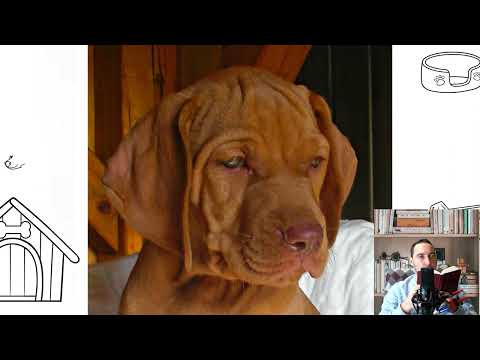 Vizsla Dog. Temperament, price, how to choose, facts, care