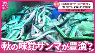 【秋の味覚】サンマが豊漁？  “庶民の味”復活に期待  去年よりサイズも大きく