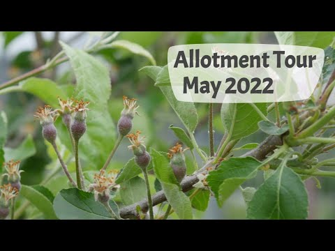 May Allotment Tour - see what is growing on the plot in 2022!