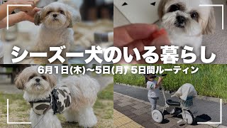 #6-①【ルーティン】もふもふ可愛いシーズー犬と家族の5日間（2023年6月1日〜6月5日）/ Shih Tzu takes a walk everyday in June.