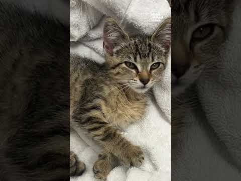 Amazing Couple Rescues Kitten From Car Bumper