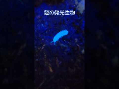 謎の発光生物？