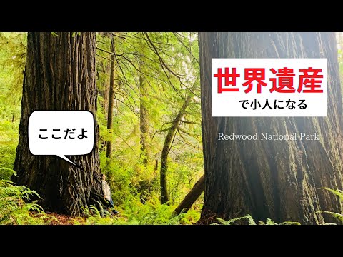 ▶︎世界遺産▶︎小人になれる場所『レッドウッド国立公園』