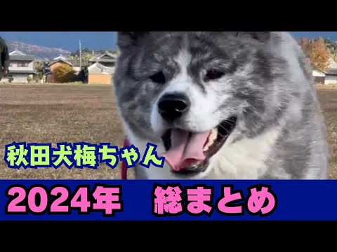 【秋田犬】一年の感謝