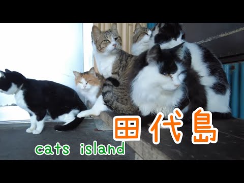 おはようございます　腹減ったー　ご飯ちょうだいGood morning. I'm hungry. Give me some food.　【田代島】【２０２４冬】【猫島巡り】