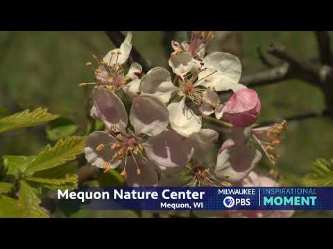 Milwaukee PBS Presents | Inspirational Moments | Mequon Nature Preserve