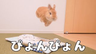 おやつの時間にテンション上がってピョンピョン跳ね出すウサギがこちらです【No.299】