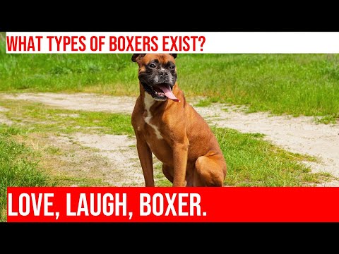 Explore the Different Types of Boxer Breeds