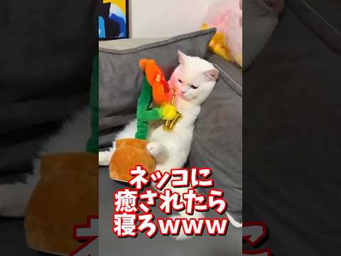 ネッコの動画で癒されたら寝ろｗｗｗ　#2ch #2chまとめ 動物スレ #2ch面白いスレ #動物 #犬 #猫 #癒やし #ねこ動画 #ねこ