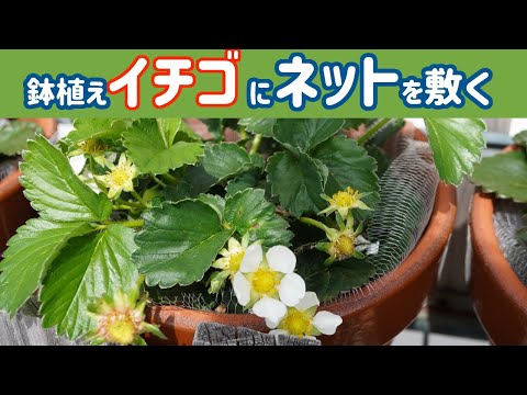 鉢植えイチゴにネットを敷く（４月）