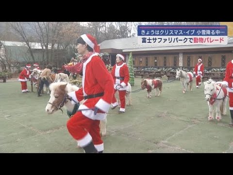 アメリカンミニチュアホースやポニーがサンタクロースと一緒にパレード　静岡・裾野市「富士サファリパーク」