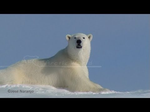 A polar bear eating snow to hydratate himself in Erebus and Terror Bay - Nanoq 2007 expedition