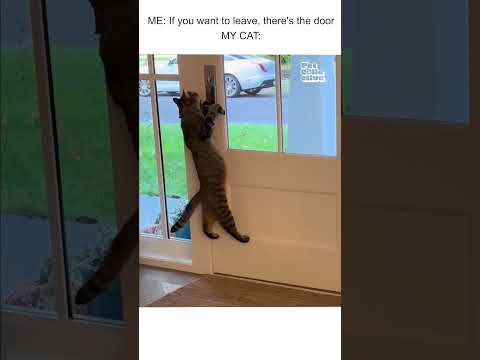 Rescued Cat Opens Door and Lets Himself Out