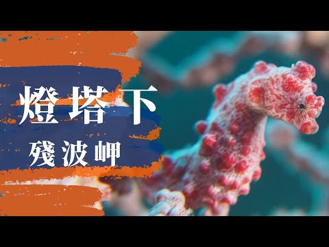 「沖繩潛水」殘波岬海域《燈塔下》FUN DIVE休閒潛水