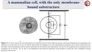 Theory of Electroporation