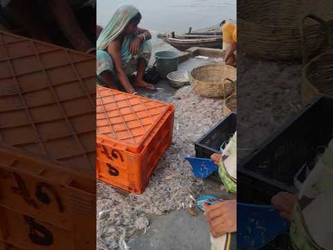 Fisherman sparate fish || sea fishing || village fishing video #fishing #shorts