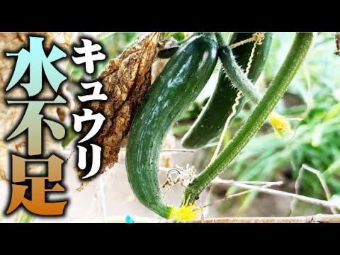 【1株で１本しかならない？】今年の夏は水不足【キュウリ】【夏すずみ】