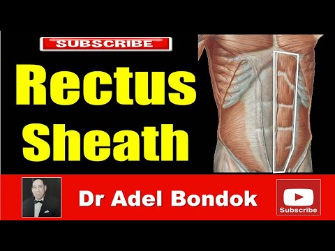 Rectus Sheath, Dr Adel Bondok Making Anatomy Easy