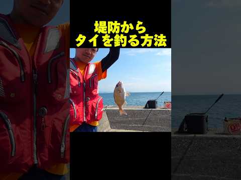 堤防からタイを釣る方法#釣り#福岡釣り#大島