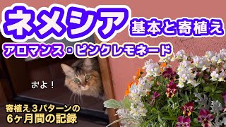 【ネメシア基本と寄植え】切戻し初心者さんへ丁寧解説・３パターン寄植えの６ヶ月間の記録