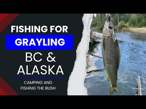 Fishing for Grayling Alaska and British Columbia, Denali highway