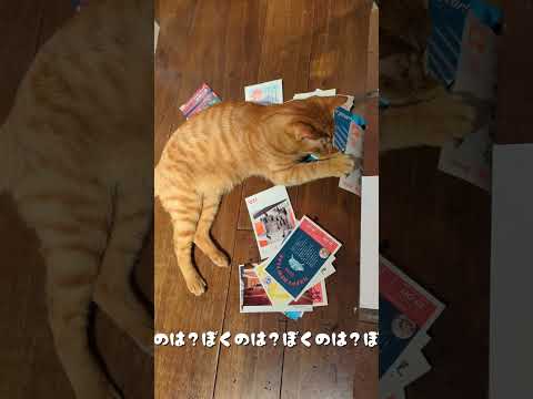 2024年茶豆の年賀状part2/ #cat #catlover #funny