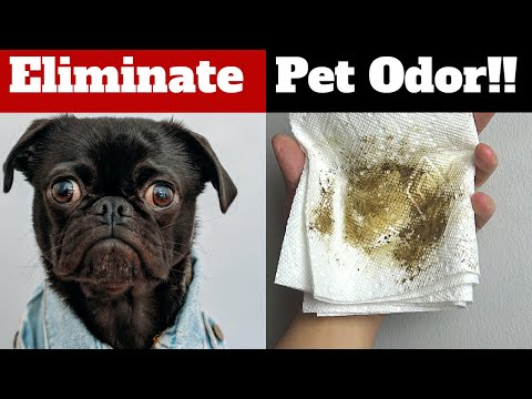 8 Tips To ELIMINATE Dog Smell From Your House!!