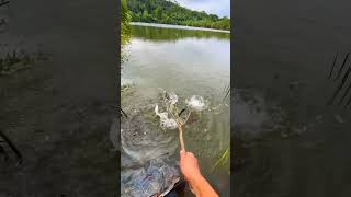 Amazing Fishing #ytshort #ytshortsvideo #foryou #viralshorts #viralvideo #ytvairalshort