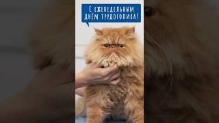 Легкого понедельника, друзья! 💪🐱