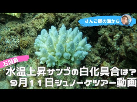 【石垣島】水温上昇、サンゴの白化具合は？9月11日シュノーケリングツアー動画