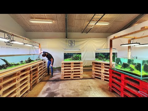 MEGA UPDATE OF TROPICA'S 6 WEEK OLD INTERZOO 2024 AQUACAPES!!