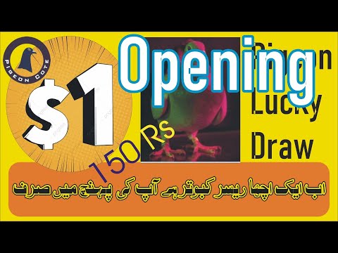 One Dollar Pigeon Lucky Draw Opening | Pigeon Quranandazi | Pigeon Cote | Waleed Loft