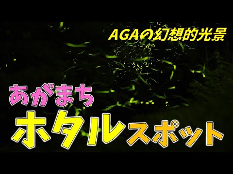 ⭐これからが見頃　AGAのホタルスポット３選