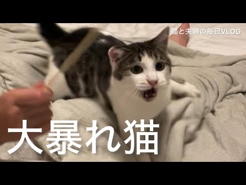 猫と夫婦の毎日VLOG#426 ベッドで大暴れする後輩猫と大人しく一緒に寝る先輩猫