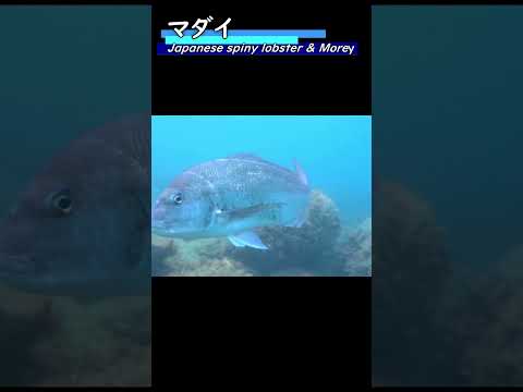 真鯛・魔よけの赤はハレの日の魚