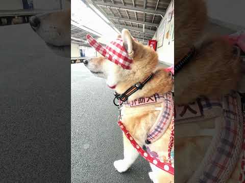 電車を待つ様子【介助犬と桃にゃん】 #柴犬介助犬 #介助犬るな #介助犬と桃にゃん #介助犬 #dog #doglover #cutedog #柴犬