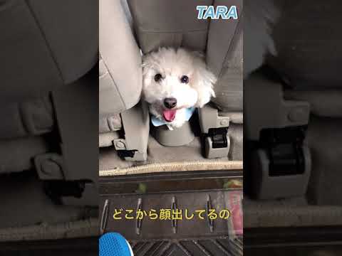 トイプードル　タラちゃん日記　タラ＆ティナ