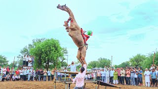 ऊंट ने किया तीन खाटों पर जम्प || New Rajasthani Song 2024 || New Camel Dance #cameldance #priyanshu