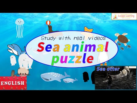 [English] Puzzle & Live-action Video Flashcards Learn sea creatures in English