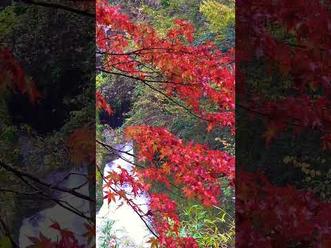 【癒し動画】熊本県菊池市   菊池溪谷   紅葉🍁  もみじ   #松山千春   #shorts