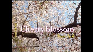 【Tokyo WALKER】Cherry blossom  ～ Ueno Park ～