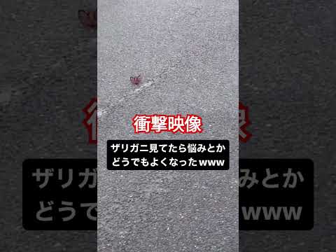 【衝撃映像】ザリガニ見ると元気になる#爆笑