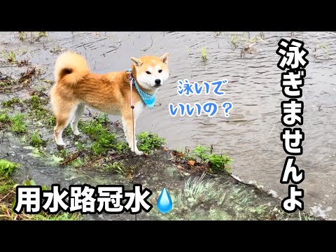 用水路冠水に対する柴犬水泳部の対応が個性的でした！