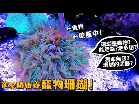 【從零開始養】寵物珊瑚!珊瑚是動物?可以走路?壽命無限?珊瑚武器?海水魚?coral【許伯簡芝】