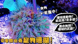 【從零開始養】寵物珊瑚!珊瑚是動物?可以走路?壽命無限?珊瑚武器?海水魚?coral【許伯簡芝】