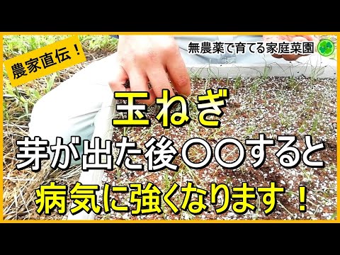 【玉ねぎ栽培】芽が出たらやるべき3つのお世話について解説！ 【有機農家直伝！無農薬で育てる家庭菜園】　24/9/5